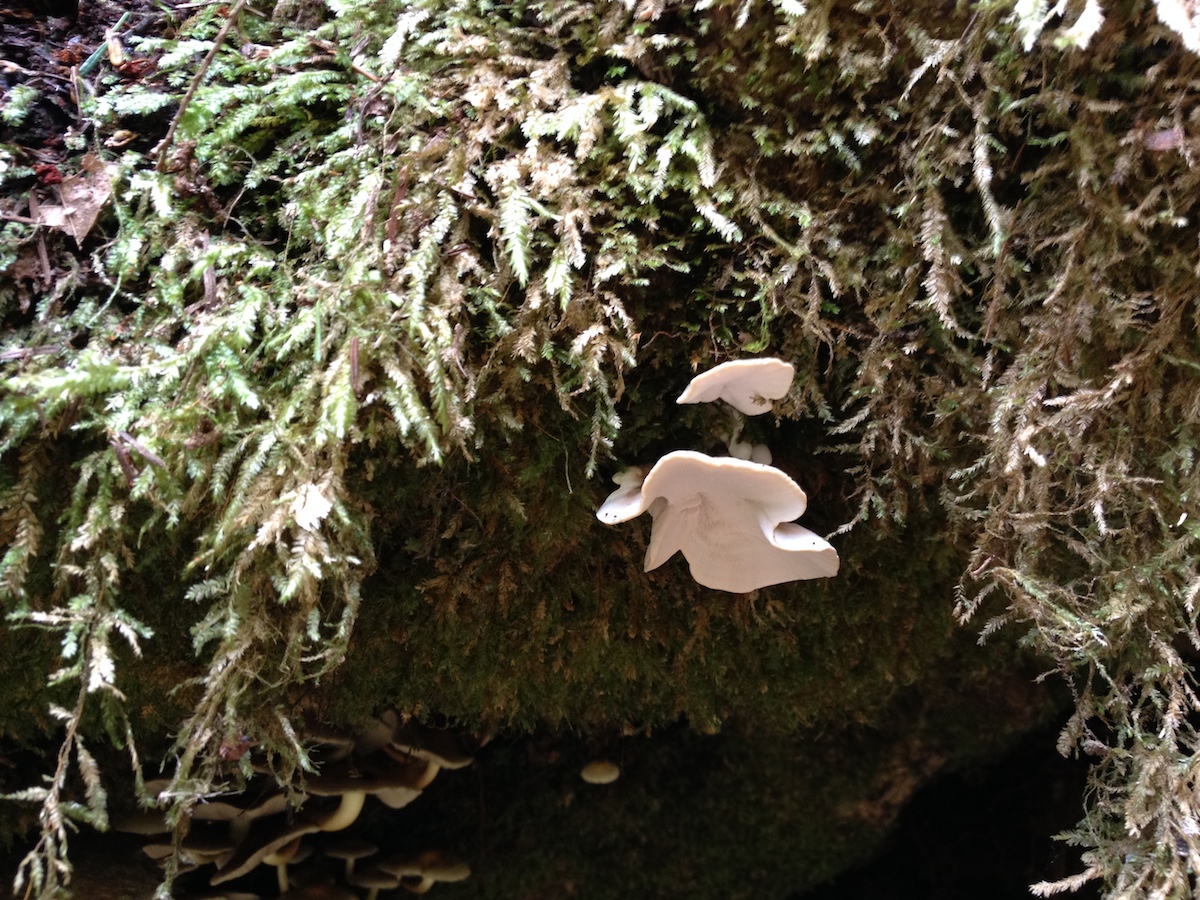 Mushrooms of Oregon identification and pictures Pacific Northwest Photoblog