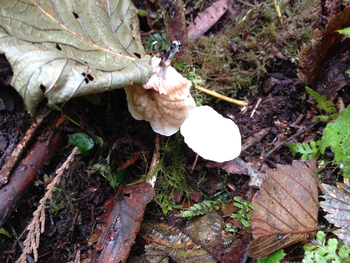 Mushrooms of Oregon identification and pictures Pacific Northwest Photoblog